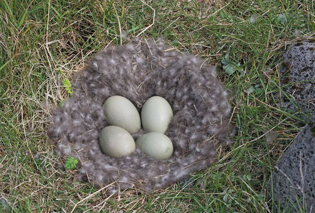 Eiderdown Nanofeinbatist Duvet