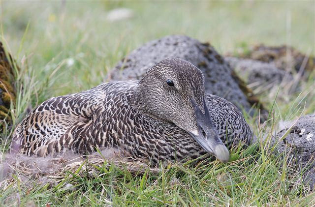 Eiderdown Nanofeinbatist Duvet